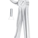 Tooth Forceps 13S